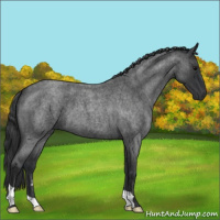 Horse Color:Blue Roan 