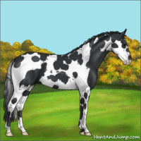 Horse Color:Black Splash Tobiano 