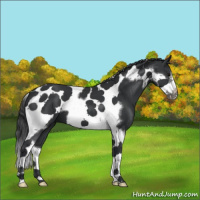 Horse Color:Black Tobiano Frame 