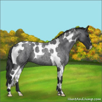 Horse Color:Blue Roan Tobiano 