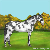 Horse Color:Blue Roan Splash Tobiano 