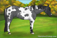 Horse Color:Blue Roan Tobiano
