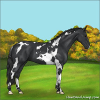 Horse Color:Black Tobiano 