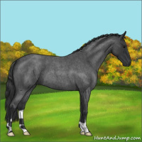 Horse Color:Blue Roan