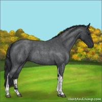 Horse Color:Blue Roan Tobiano 