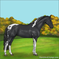Horse Color:Black Tobiano 