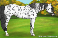 Horse Color:Midnight Blue Ice Roan Near Leopard Rabicano