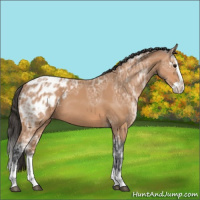 Horse Color:Bay Ice Splash Appaloosa Rabicano 