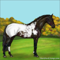 Horse Color:Midnight Bay Appaloosa Rabicano 