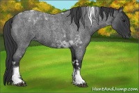 Horse Color:Blue Roan Tobiano