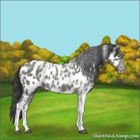 Horse Color:Blue Roan Tobiano Near Leopard 