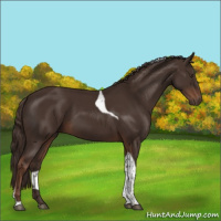 Horse Color:Liver Chestnut Tobiano