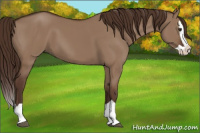 Horse Color:Liver Red Dun Splash 