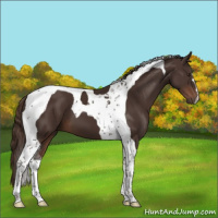 Horse Color:Liver Chestnut Tobiano 