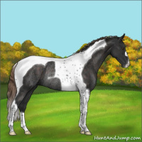 Horse Color:Liver Chestnut Tobiano Rabicano