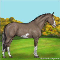 Horse Color:Liver Red Dun Roan Splash Frame 