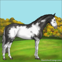 Horse Color:Liver Red Roan Splash Frame Rabicano 