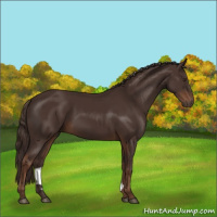 Horse Color:Liver Chestnut Rabicano 