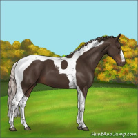 Horse Color:Liver Chestnut Tobiano 