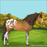 Horse Color:White Spotted Buckskin Appaloosa