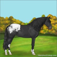 Horse Color:Black Appaloosa 
