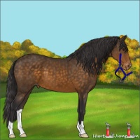 Horse Color:Buckskin Appaloosa
