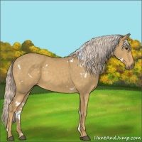 Horse Color:White Spotted Palomino