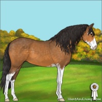 Horse Color:Buckskin Sabino