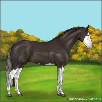 Horse Color:Liver Chestnut Sabino Splash
