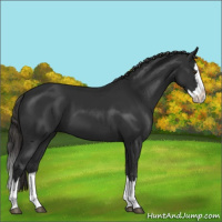 Horse Color:Liver Chestnut Sabino Splash