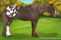 Horse Color:Liver Chestnut Appaloosa 
