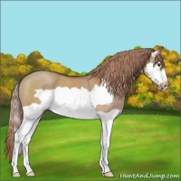Horse Color:Red Dun Splash Frame