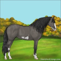 Horse Color:Grullo Frame