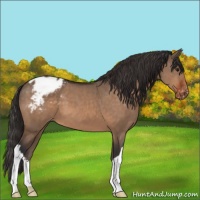 Horse Color:Brown Dun Appaloosa 