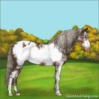 Horse Color:White Spotted Liver Chestnut Frame Appaloosa