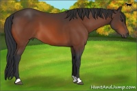 Horse Color:Brown 
