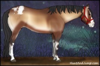 Horse Color:Bay Onyx Appaloosa 