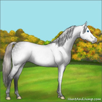 Horse Color:Gray Void Gold Champagne Sabino Splash 