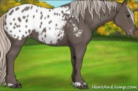 Horse Color:Silver Black Appaloosa 