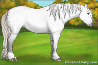 Horse Color:Gray Silver Grullo Appaloosa 