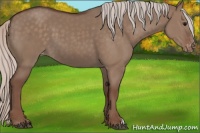 Horse Color:Silver Grullo Appaloosa 