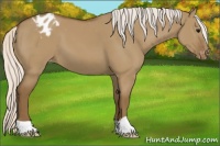 Horse Color:Silver Smoky Grullo Appaloosa 