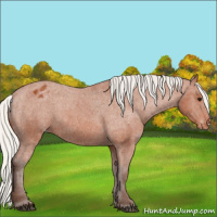 Horse Color:Silver Bay Appaloosa 