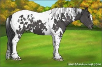 Horse Color:White Spotted Black Tobiano Appaloosa 