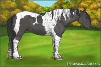 Horse Color:Black Tobiano 