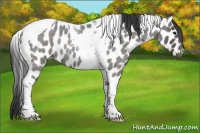 Horse Color:Blue Roan Tobiano Leopard