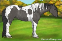 Horse Color:Black Tobiano Rabicano 
