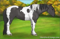 Horse Color:Black Tobiano 