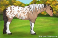 Horse Color:Bay Dun Tobiano Appaloosa 