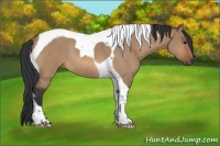 Horse Color:Bay Dun Tobiano Rabicano 